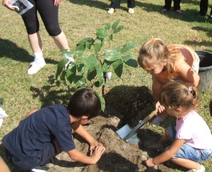 Los niños plantando un árbol pulpo.
