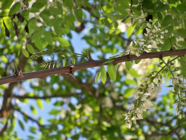 Detalle de las ramas espinosas