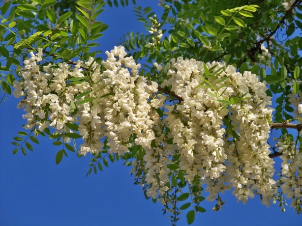 Flores de la falsa acacia