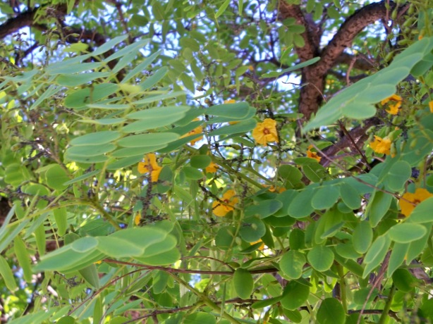 hojas y ramas de la tipuana