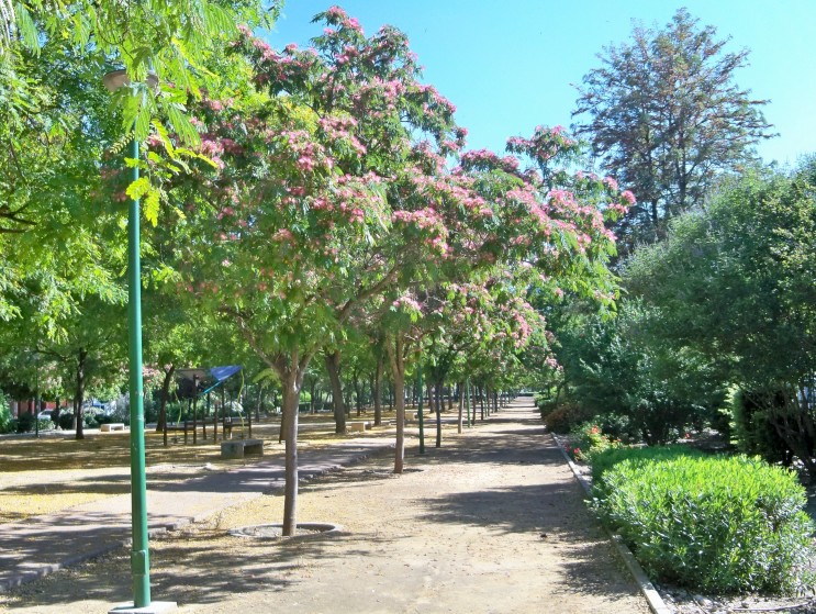 Acacias de Constantinopla en plena floración en el bulevar Poeta Manuel Benítez Carrasco